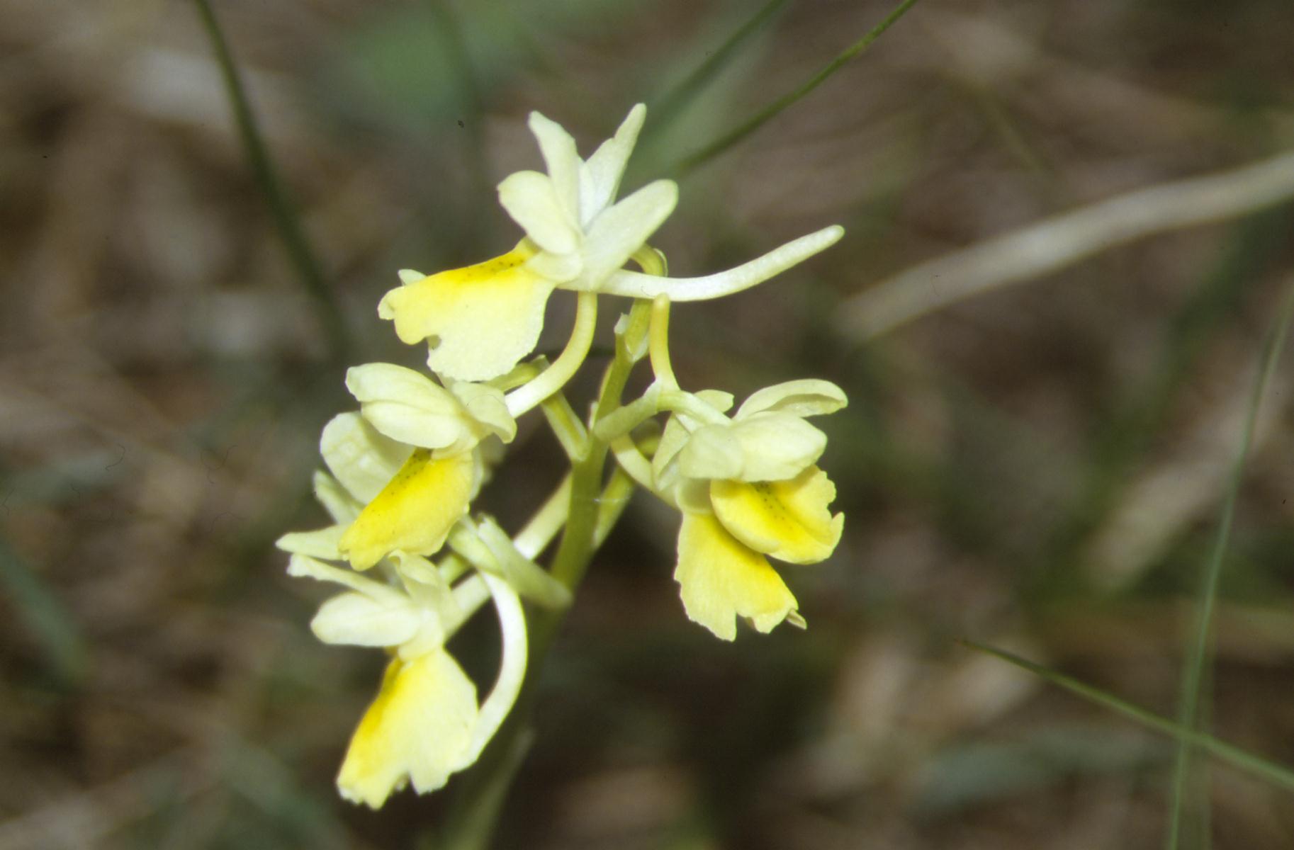 Orchis pauciflora e Orchis anthropophora